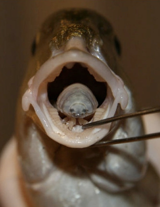Illustration for article titled Fishing linked to higher percentage of tongue-eating, blood-drinking mouth leeches from Hell